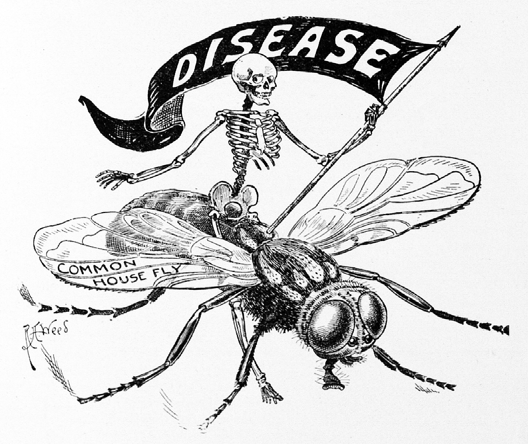 Cartoon illustrating house fly carrying disease.